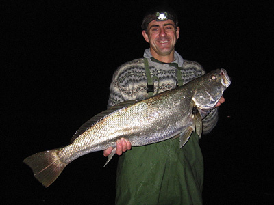 Mulloway