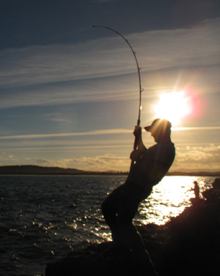 North Coast Longtail